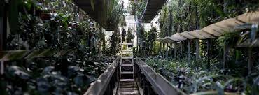 Botanischer Garten Linz Fraulein Flora Linz
