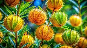Image result for Gomphocarpus kaessneri