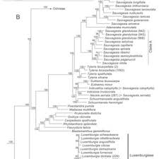 Image result for Ochna rovumensis