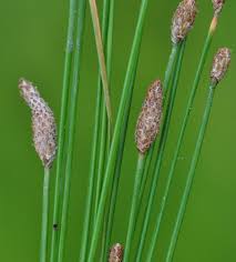 Image result for Eleocharis minuta