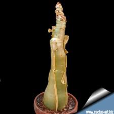 Image result for Cyphostemma barbosae