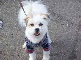 California los angeles, orange county, san diego, san francisco, irvine, san bernardino, riverside, fresno, oakland, sacramento. Shih Mo Dog Breed Information And Pictures Petguide