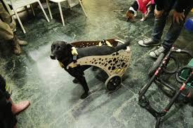 Pin On Cart For Olive