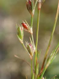 Image result for Juncus bufonius