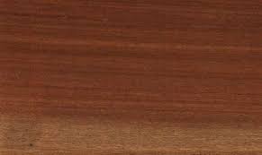 Image result for Nesogordonia