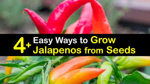 To freeze jalapenos, cut them in half and pull out seeds and whites. 4 Easy Ways To Grow Jalapenos From Seeds