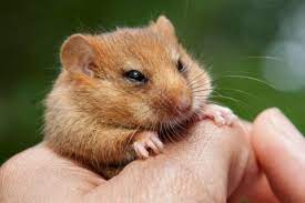 873 x 900 jpeg 91 кб. Rare Hazel Dormice Reintroduced To Nottinghamshire Woodland Nottinghamshire Wildlife Trust