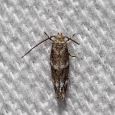 Image result for Multidentia exserta