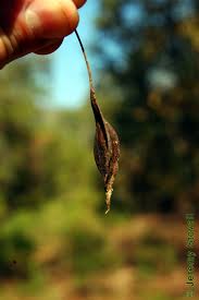 Image result for Dewevrella