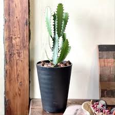 Image result for Euphorbia dawei