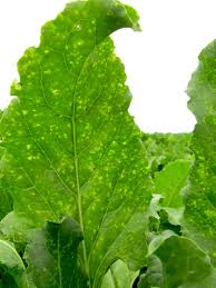 Crispy leaves are like dry skin, they're generally a pointer to a lack of moisture, specifically underwatering. Stemphylium Sp The Cause Of Yellow Leaf Spot Disease In Sugar Beet Beta Vulgaris L In The Netherlands Springerlink
