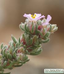 Image result for Fuirena hirsuta