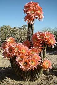 Maybe you would like to learn more about one of these? Pin On Succulents Cacti