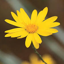 These beauties will look stunning all season long. 10 Drought Tolerant Native Plants Drought Resistant Plants Drought Tolerant Garden Florida Native Plants