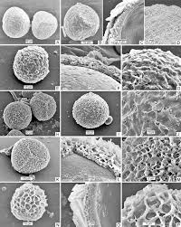 Image result for Cheilanthes schimperi