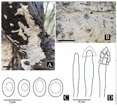 Image result for Indigofera subargentea