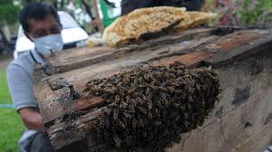 There is a bee hive on our apple tree (ada sarang lebah di pohon apel kami.) there could be hundred of bees in the hive (bisa jadi ada ratusan lebah di dalam sarang.) Intip Budi Daya Lebah Madu Jawa Foto Tempo Co