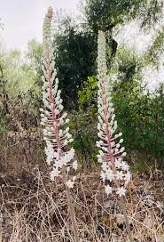 Image result for Drimia calcarata