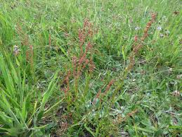 Image result for Rumex ruwenzoriensis