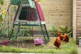 We did not find results for: How Much Space Do I Need To Keep Chickens Should I Keep Chickens