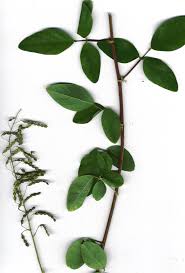 Image result for Desmodium tortuosum