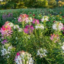 Image result for Cleome bororensis