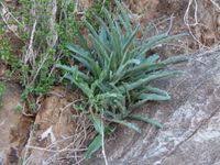 Image result for Cyphostemma hereroense