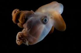 Makhluk laut itu belum memiliki nama hingga saat ini. Palung Mariana Dan 7 Hewan Penghuni Setia Fakultas Perikanan Dan Kelautan Faculty Of Fisheries And Marine Unair