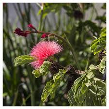 Image result for Calliandra haematocephala