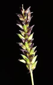 Image result for Sacciolepis indica