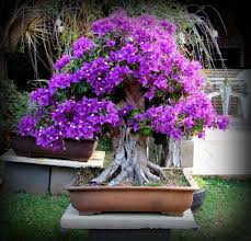 All bonsai require care, but there are certain species which are more suited for beginners and can withstand many novice mistakes everyone makes at the juniper bonsai, an evergreen, is another good option for beginners who are looking for an outdoor bonsai tree. Bonsai Bougainvillea Bonsai Bonsai Tree Flowering Bonsai Tree