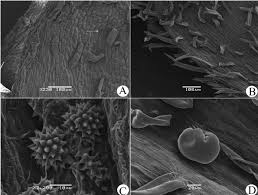 Image result for Stomatanthes