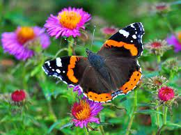 Energias En Evolucion Efecto Mariposa Mariposas Diurnas Y Nocturnas Mariposas Efecto Mariposa