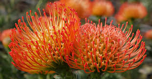 Image result for Leucospermum