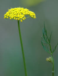 Image result for Aphloiaceae