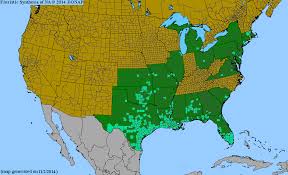 Image result for Parthenium hysterophorus