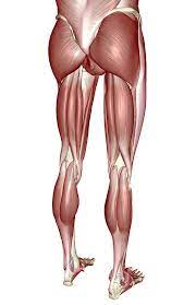 Although the measurement is often reserved for appliances and machines, it can also be applied the energy taken in and given off by each human body. The Muscles Of The Lower Body By Medicalrf Com