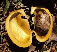 Image result for Hevea brasiliensis