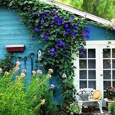 Sunny Days Starry Nights May 2011 Cottage Garden Morning Glory Vine Dream Garden