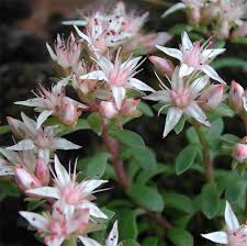 Image result for Crassulaceae