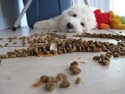 Don T Be Fooled Here Is What Dog Food Should Contain Food Animals Dog Food Recipes Foods Dogs Can Eat