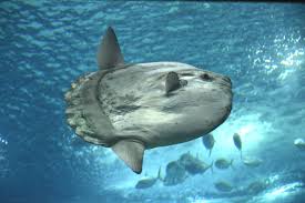 Mola building about the directory structure citation license. Top Three Places To Dive With Mola Mola Scuba Diver Life