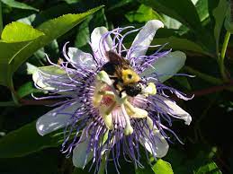 Passion flowers native to north carolina. Passiflora Incarnata Apricot Vine Maypop Passionflower Passion Flower Passion Vine North Carolina Extension Gardener Plant Toolbox