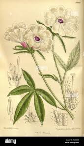 Image result for Xenostegia alatipes