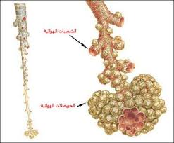 بحث حول الجهاز التنفسي أعضاء التنفس لدى الإنسان الموسوعة المدرسية Crochet Necklace Crochet Diamond Necklace