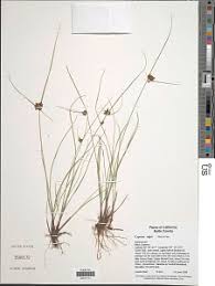 Image result for Pycreus niger