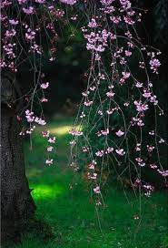 Ricordate di annaffiare i fiori e la spugna con poca acqua regolarmente e tenere lontano da fonti di calore. Naturbilder Schone Naturbilder Natur Baum Immagini Di Fiori Alberi In Fiore Paesaggi