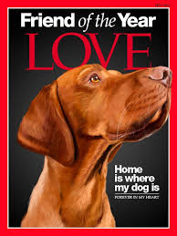 Gch stonepointes undr the influence and rock points call me jiggy breeding announcement. Hungarian Magyar Vizsla Portrait On Time Magazine By Sparafuori 35 00 Vizsla Dogs Dog Portraits