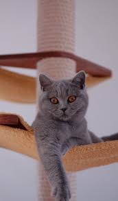 Maybe you would like to learn more about one of these? British Shorthair Cats Profeline