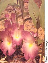 Image result for Siphonochilus rhodesicus